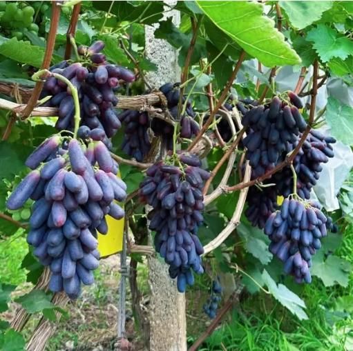 Sweet Sapphire Grapes Seed Pack of 20